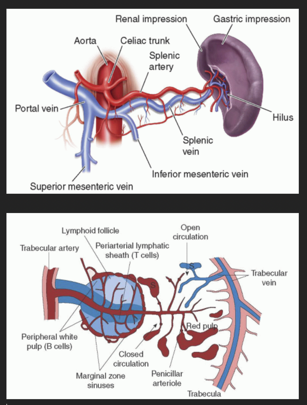 <ol><li><p>Splenic artery&nbsp;</p></li><li><p>Trabecular artery&nbsp;</p></li><li><p>Central arteriole&nbsp;</p></li><li><p>Pinicillar Artery&nbsp;</p></li><li><p>CAPILLARIES&nbsp;</p></li><li><p>Red Pulp Veins&nbsp;</p></li><li><p>Trabecular Veins </p></li><li><p>Splenic Vein </p></li><li><p>Hepatic Portal Vein </p></li><li><p>Inferior Vena Cava&nbsp;</p></li></ol><p></p>