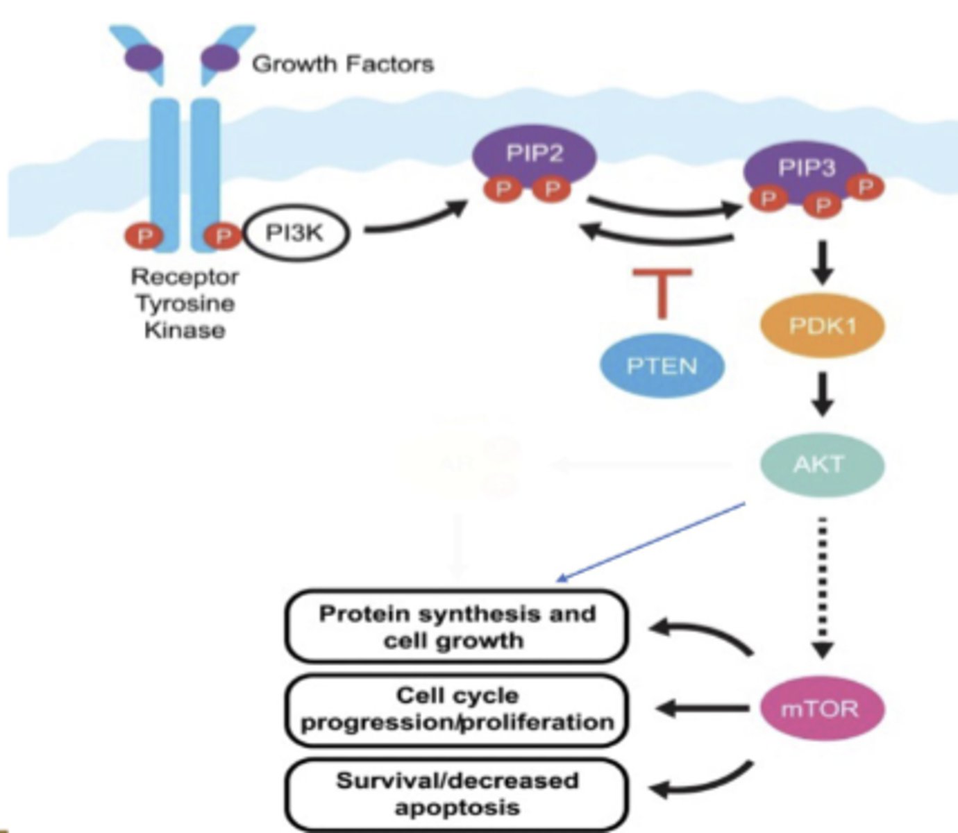 <p>PTEN = Tumor Suppressor and inhibits hyper activation of PI3K</p><p>NO PTEN→ hyperactivation of PI3K→ cell proliferationand growth</p>
