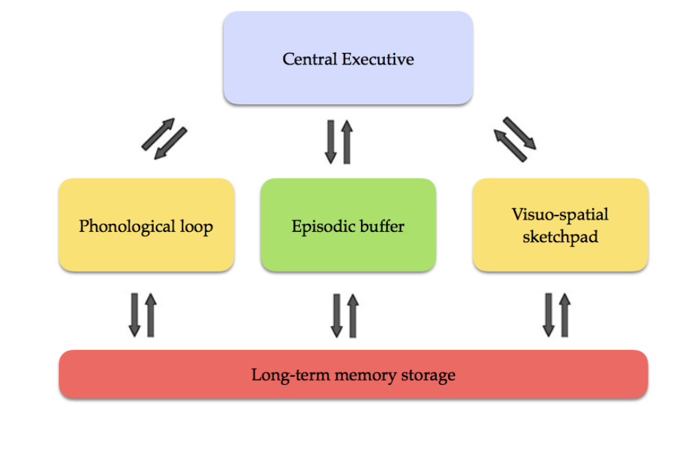 <p><span>expands on the multi-store memory model by replacing STM with working memory; divided into 4 parts</span></p><ul><li><p><span><strong>Central Executive</strong>: Directs attention</span></p></li><li><p><span><strong>Episodic Buffer</strong>: Stores visual stimuli</span></p></li><li><p><span><strong>Phonological Loop</strong>:</span></p><ol><li><p><span>Articulatory control system (inner voice, rehearsing sounds)</span></p></li><li><p><span>Phonological store (inner ear, holding speech sounds)</span></p></li></ol></li><li><p><span><strong>Visuospatial Sketch Pad</strong>: inner eye</span></p></li></ul><p></p>