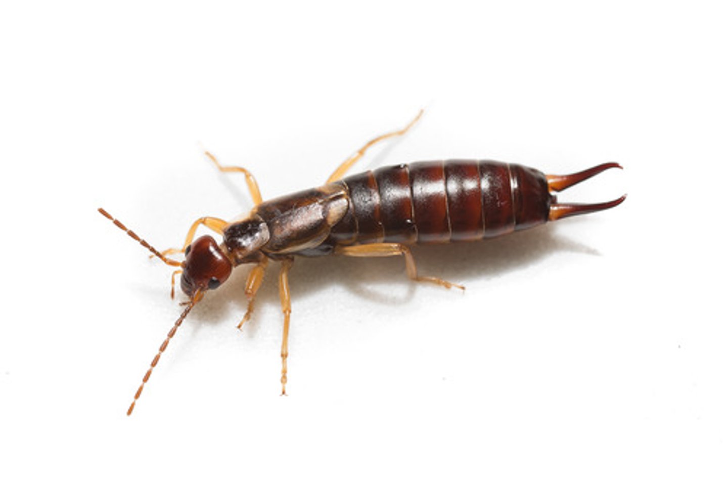 <p>Order Dermaptera<br>Sub-phylum Insecta</p>