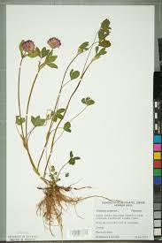 <p>Trifolium pratense</p>