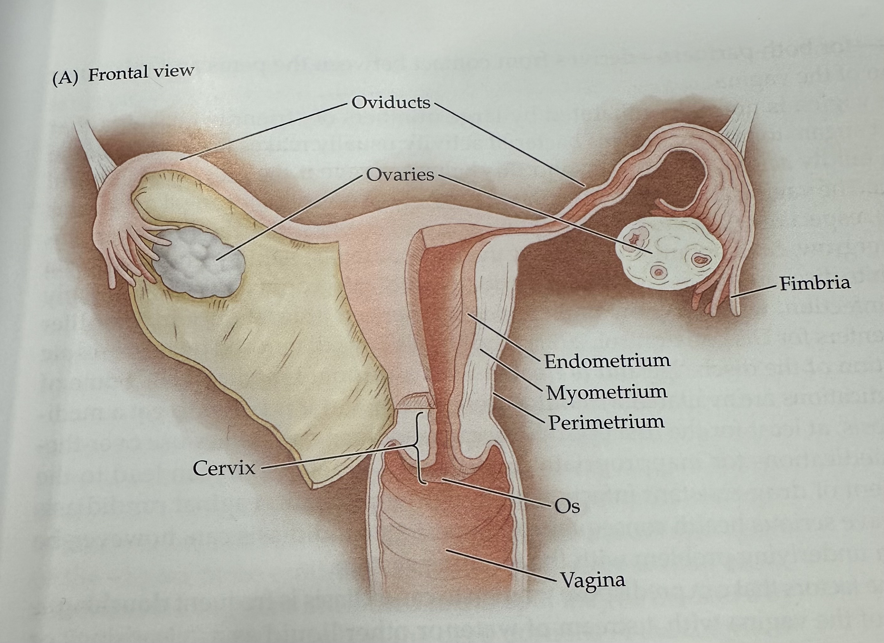<p>The female reproductive organs that produce ova (eggs) and secrete hormones such as estrogen and progesterone.</p>