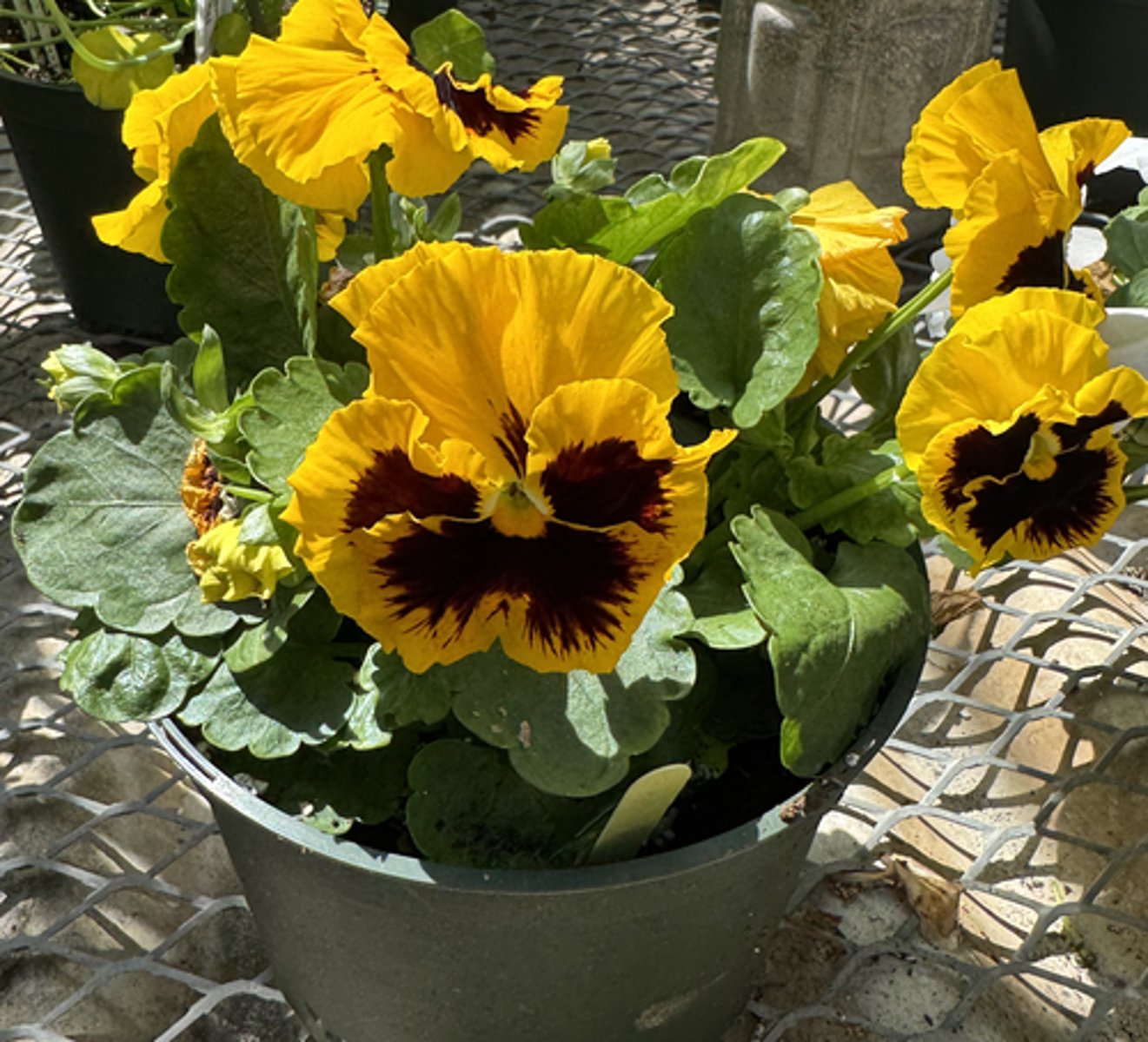 <p>What is the common name for this plant?</p>