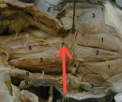 <p>What is the muscle indicated by the arrow? What is an attachment point and function?</p>