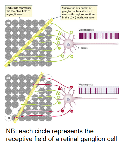 <p>From multiple retinal ganglion cells (via the LGN). </p><ul><li><p>V1 cells hence have a <em>larger </em>receptive field.</p></li><li><p><span style="color: red">V1 cells</span> are maximally excited by bars of light oriented in a particular direction → <span style="color: red"><em>orientation detectors. </em></span></p></li></ul><p></p>