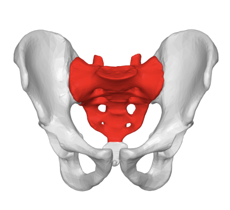 <p>sacrum</p>