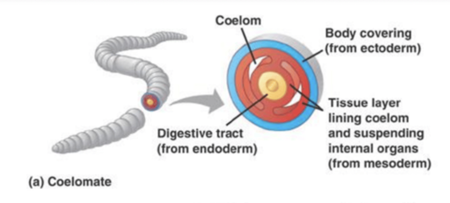 <p>the organism has a fluid-filled body cavity lined by mesodermal cells</p>