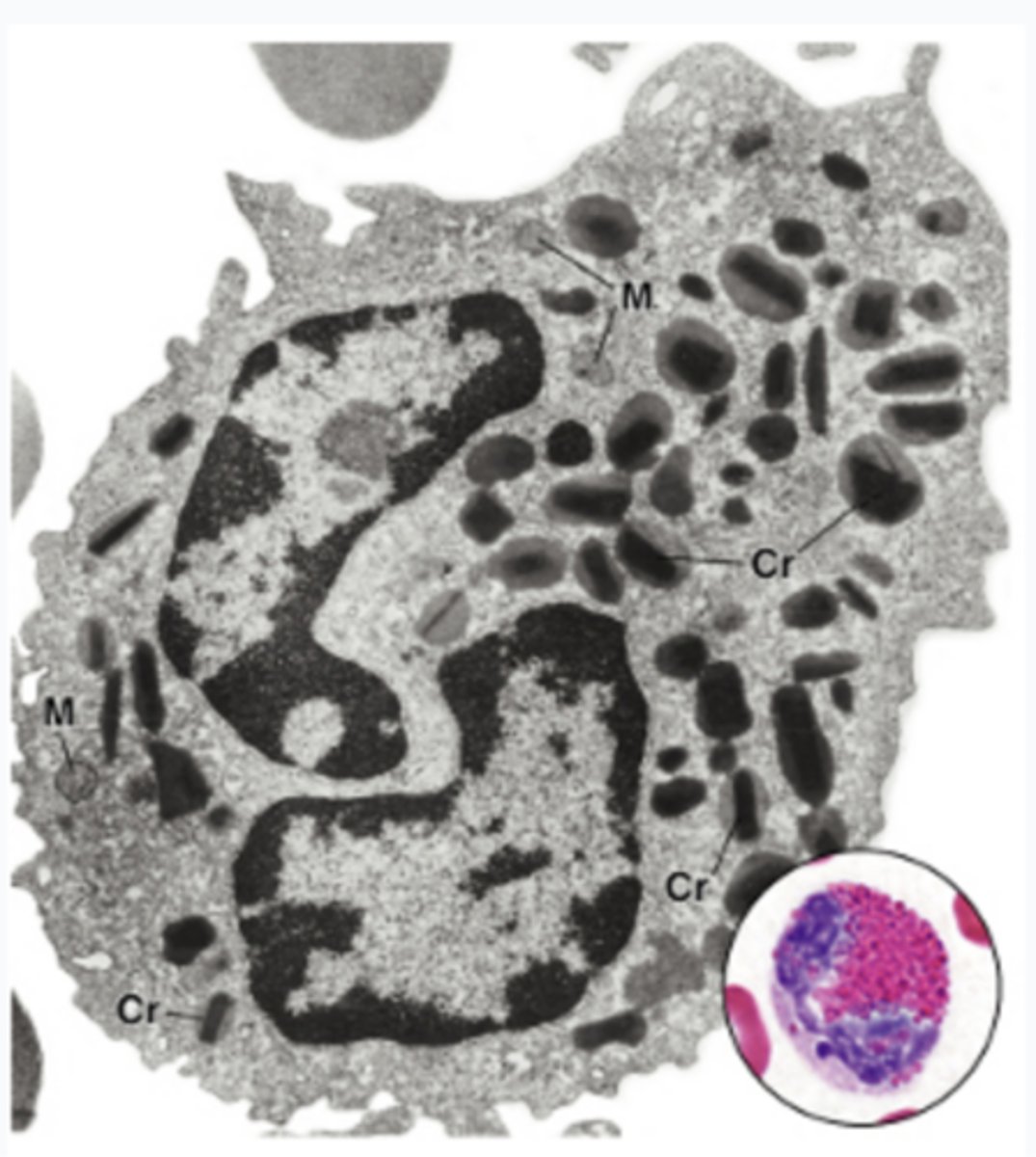 <p>Which statement is NOT TRUE regarding this cell?</p><p>A) It is a granulocyte</p><p>B) It typically has two nuclei</p><p>C) It fights against parasites</p><p>D) Its granules are characterized by the crystalline bodies</p>