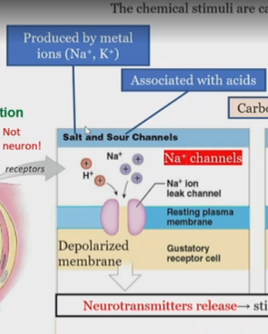 <p>On hairs</p><p>Ion channels cause a depolarized membrane which release neurotransmitters to stimulate sensory neurons.</p>