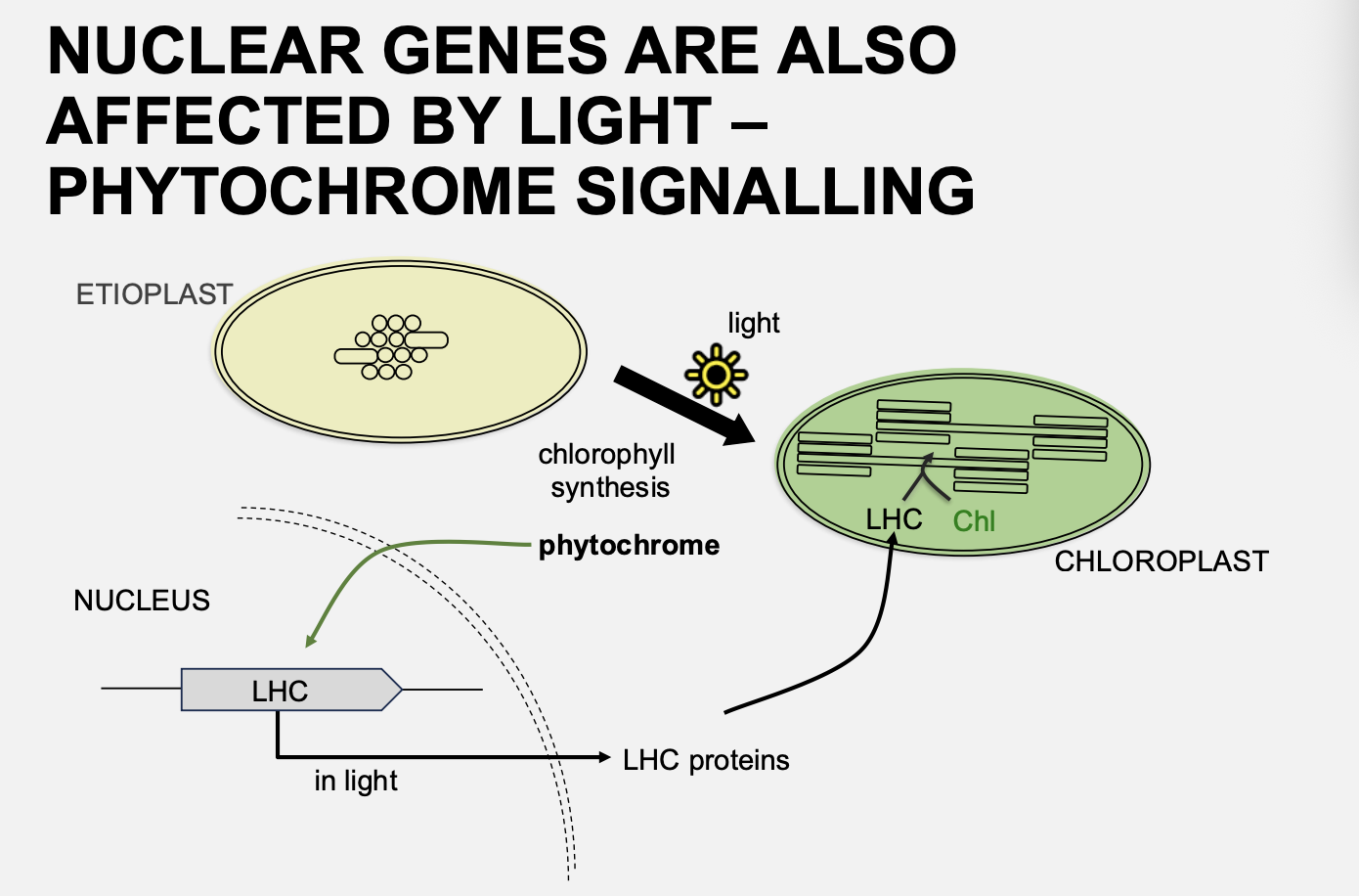 <p>(antenna complex or LHC)</p><ul><li><p>an array of protein and chlorophyll molecules</p></li><li><p>embedded in the thylakoid membrane of plants and cyanobacteria</p></li><li><p>transfer energy to one chlorophyll a molecules at the reaction centre of a photosystem</p></li><li><p>The <strong>transcription</strong> of LHC is controlled by light</p><ul><li><p>note: this is not post-transciptionally like above!</p></li></ul></li><li><p><strong>its genes are encoded in the nucleus</strong></p></li><li><p><strong>and so light must regulate its transcription</strong></p></li></ul><p></p>