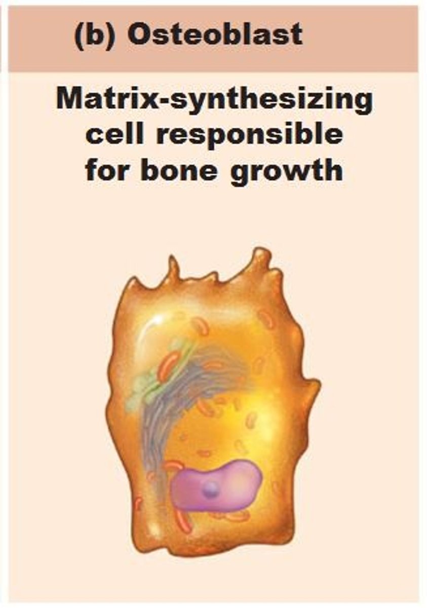 <p>a differentiated bone forming cell that secretes bone matrix<br><br> osteoblast processes communicate with other osteoblasts and osteocytes by gap junctions<br><br>Ob</p>