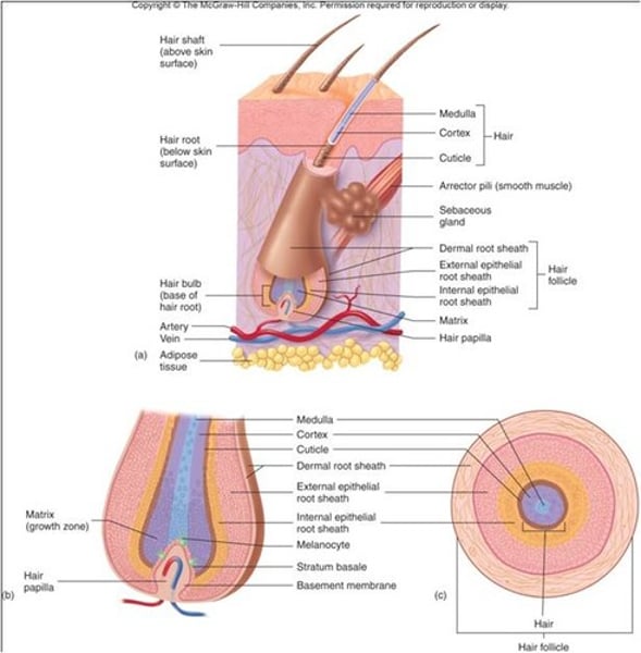 <p>hair follicle, hair root, hair shaft</p>