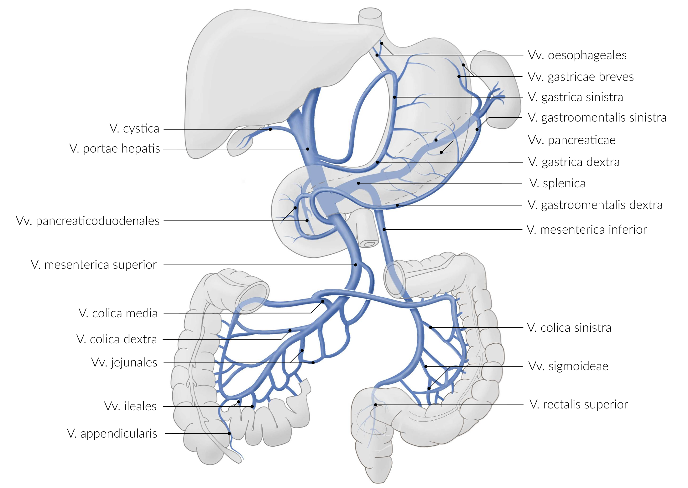 <p>E. Splenic vein (V. splenica)</p>