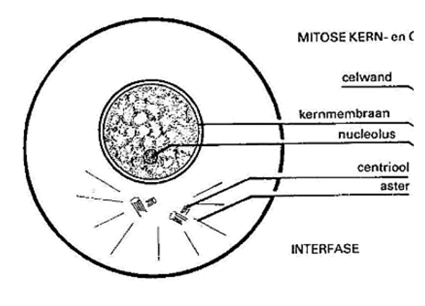 <ol><li><p>Celwand</p></li><li><p>Kernmembraan</p></li><li><p>Nucleolus</p></li><li><p>Centriolen</p></li><li><p>Aster</p></li></ol><p></p>