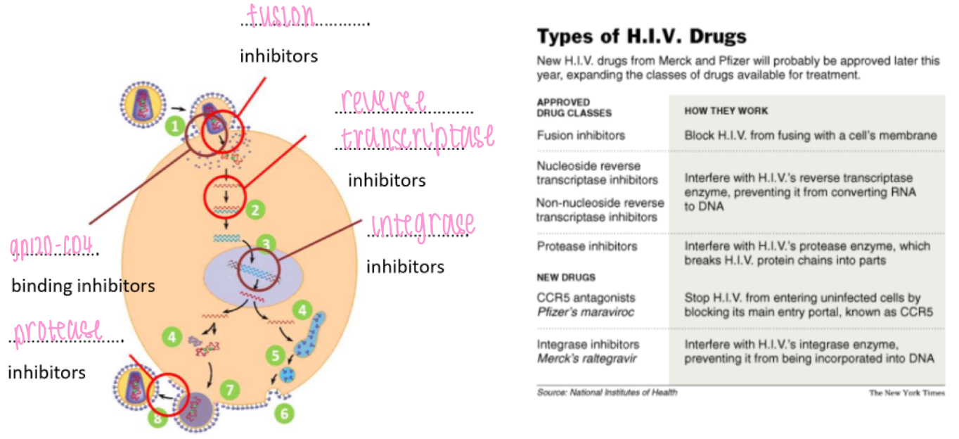<p>Fusion inhibitors: block HIV from fusing w/ a cell's membrane</p><p>(Non)/-nucleoside reverse transcriptase inhibitors: interfere w/ reverse transcriptase enzyme, preventing conversion of RNA to DNA</p><p>Protease inhibitors: interfere w/ protease enzyme, breaks HIV's protein chains into parts</p>