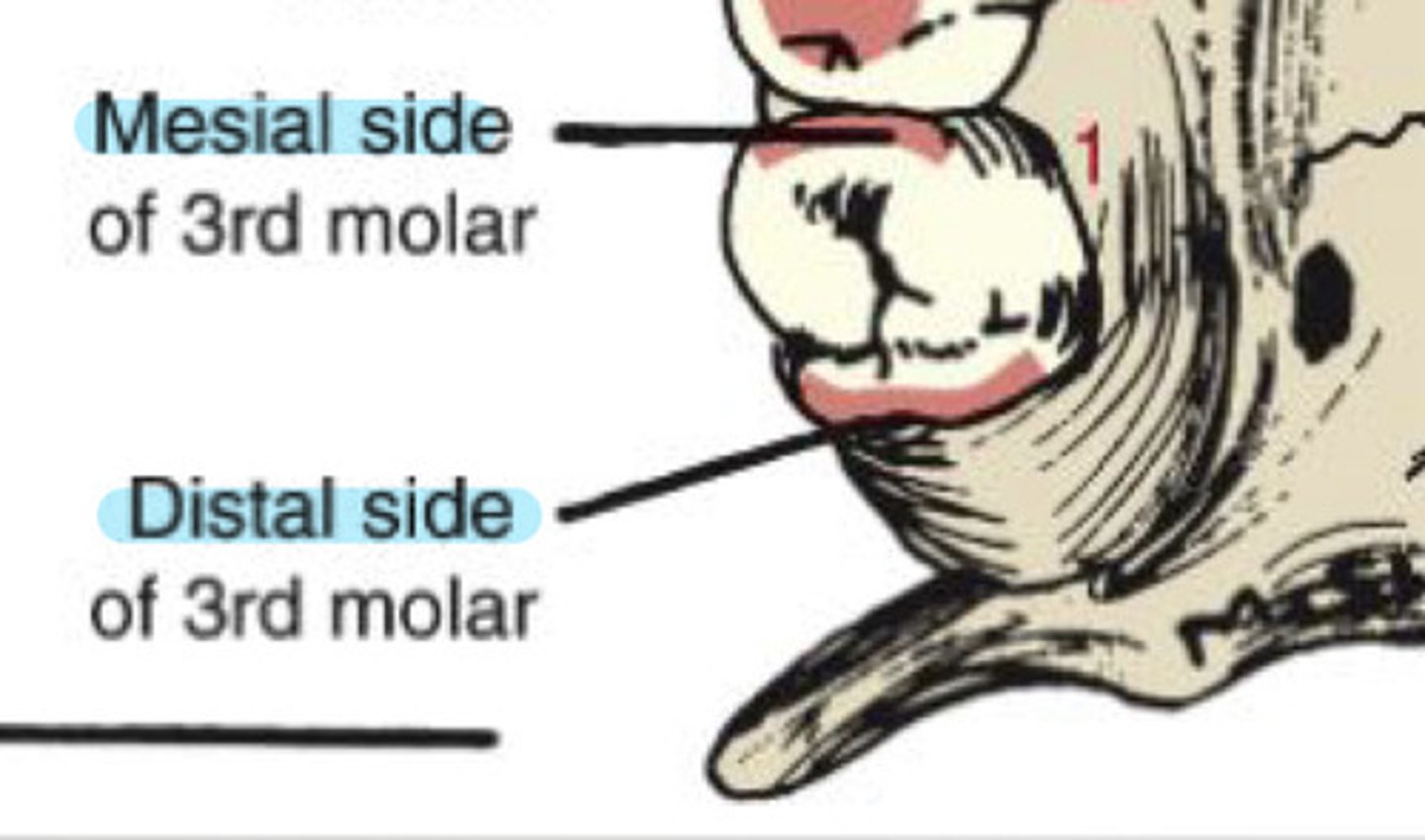 <p>surfaces towards the midline</p>