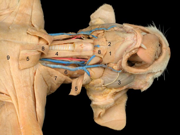 <p>What is the muscle indicated by number 6? What is an attachment point and function?</p>