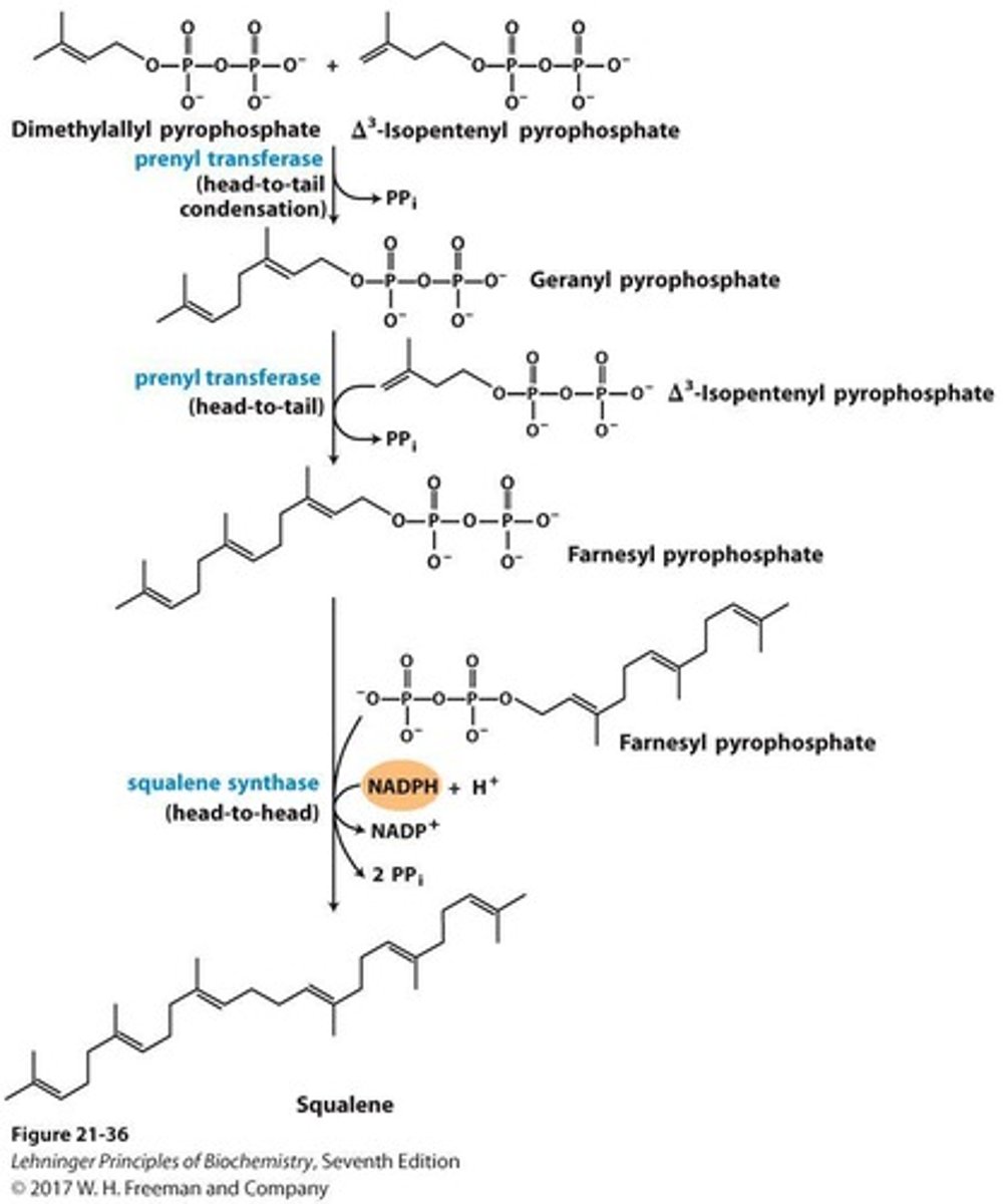 <p>30-carbon linear precursor to cholesterol.</p>