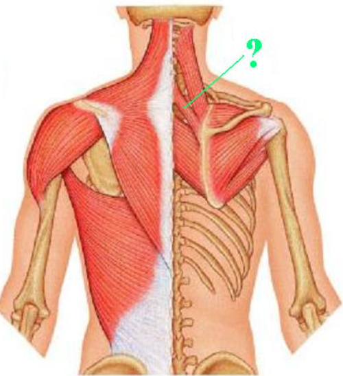 <p><span>Identify the indicated muscle.</span></p>