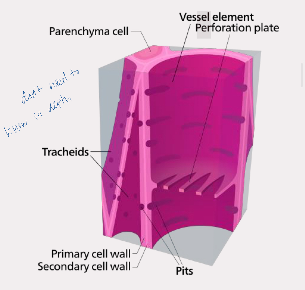 <p>dead at maturity</p><p>transports water up from the roots</p><p>contains tracheids and vessel elements in angiosperm</p>