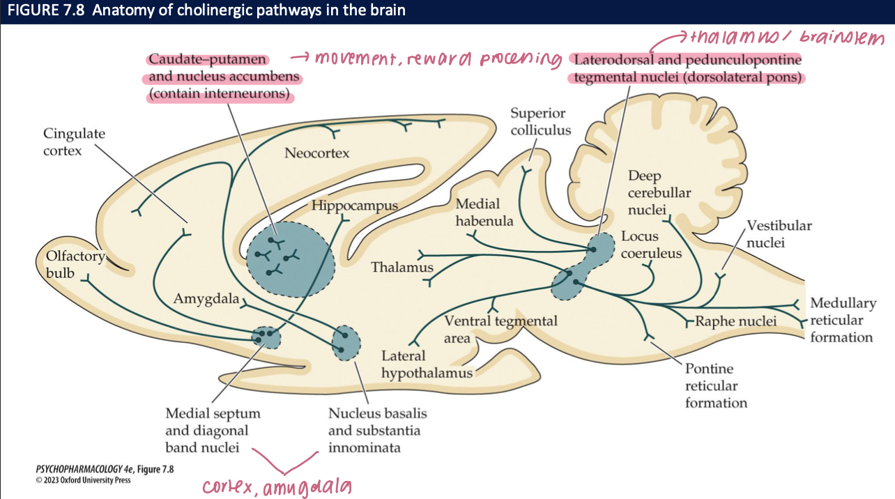 <ul><li><p><strong>MS/DBB → hippocampus:</strong> <strong>encoding of declarative memory</strong></p></li><li><p><strong>NB/SI → PFC/cortex:</strong> <strong>sustained attention</strong> &amp; cue detection</p></li><li><p><strong>Optogenetics:</strong> <strong>Bursts</strong> of ACh release <strong>improve detection</strong> of learned sensory cues; <strong>inhibition impairs</strong><br><span data-name="brain" data-type="emoji">🧠</span> <em>Takeaway:</em> <strong>Hippocampus = memory</strong>, <strong>PFC/cortex = attention</strong>, and <strong>phasic ACh boosts performance</strong>.</p></li></ul><p></p>