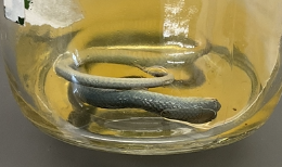 <p>Opheodrys vernalis</p><p>Smooth Green Snake</p><p>Not assessed</p><p>Family Colubridae</p><p>Smooth scales</p><p>They turn blue when the die</p><p>They retain their eggs for a long time so the babies grow bigger faster</p><p>Its green with green-yellow lips, throat, and chin</p><p>Belly is white to cream</p><p>When they die they turn blue</p><p>They are very passive species but if threatened they may release a foul-smelling fluid from its cloaca</p><p>Found basking on shrubs, grasses, and ferns</p>