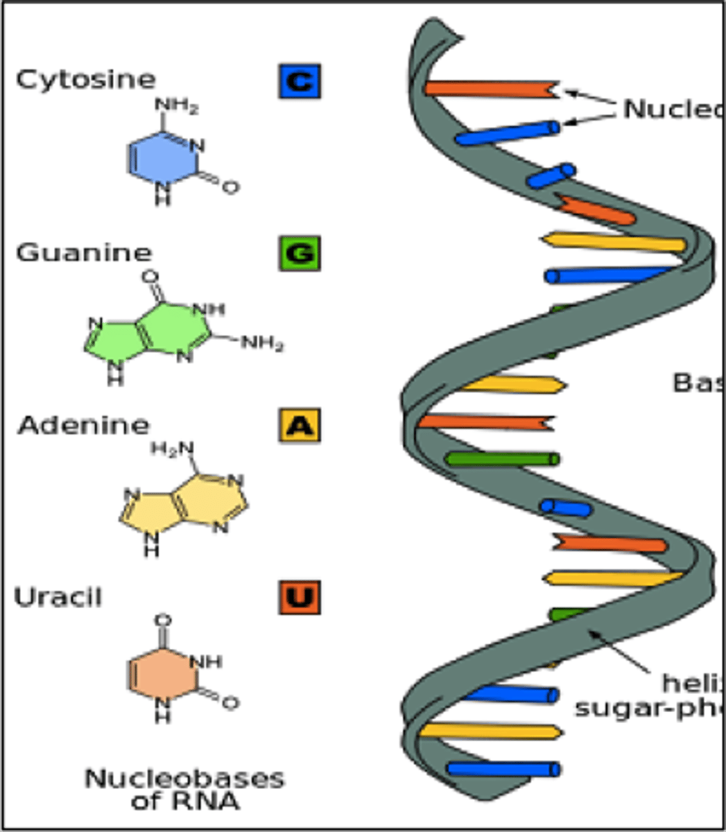 <p>single-stranded molecule mostly active outside the nucleus; carry out the DNA orders for protein synthesis</p>