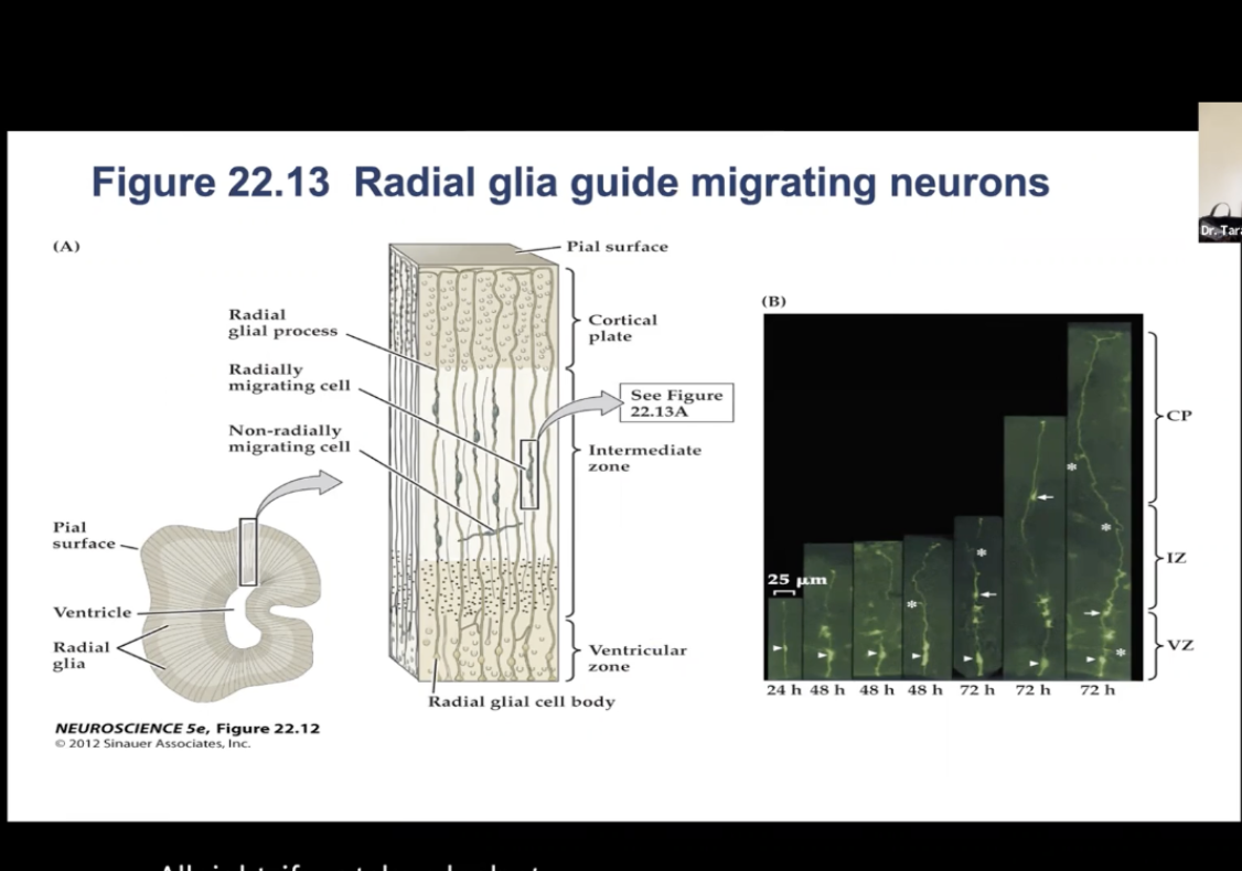 <ul><li><p>Migration of Neurons: Figure 22.13- <strong>Radial glia guide migrating neurons.</strong></p></li></ul><p></p>