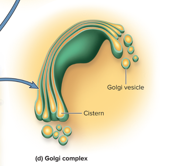 <p>A small cluster of cisterns that synthesize carbohydrates and put the <strong>finishing touches </strong>on protein and glycoprotein synthesis </p><p><strong>sh. reshapes or changes </strong>proteins sent from ER</p>