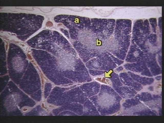 <p>What is pictured?</p>