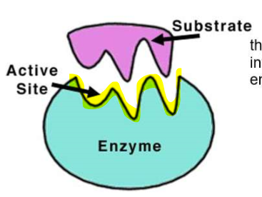 <ul><li><p><em><u>ACTIVE SITE <mark data-color="yellow" style="background-color: yellow; color: inherit;">the site where the chemical reaction occurs</mark></u></em></p></li><li><p>The substrate enters the active site - the shape is very important!</p></li></ul><p></p>