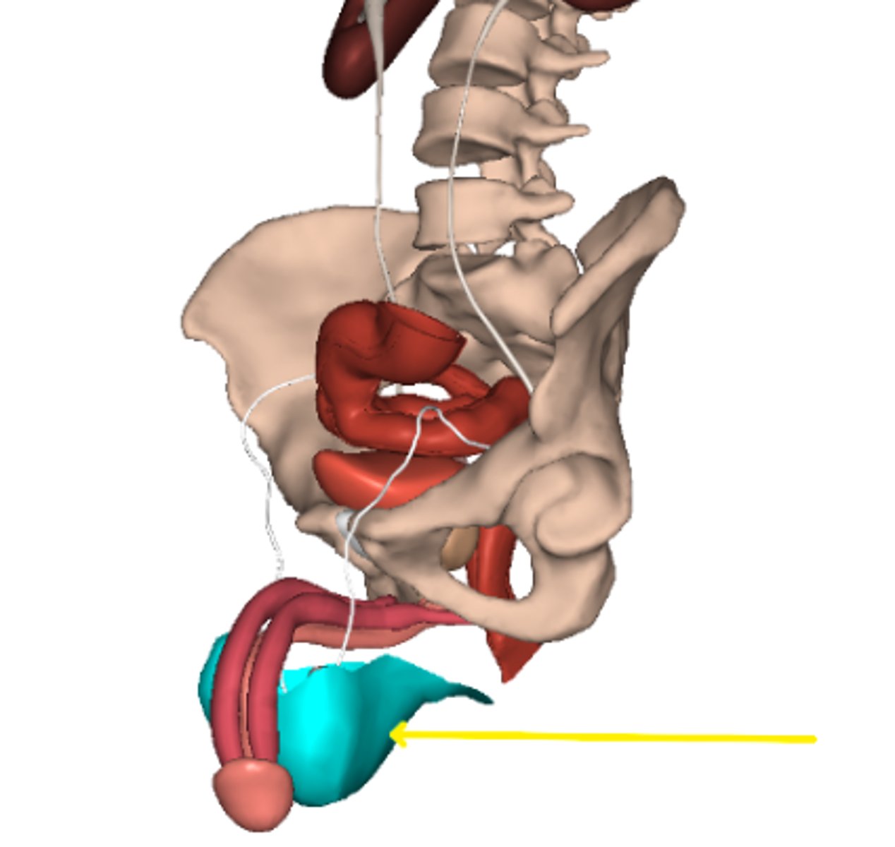 <p>Scrotum</p>
