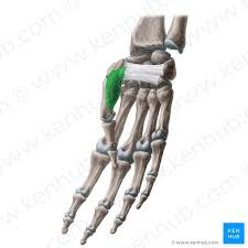 <ol><li><p>identify this muscle,</p></li></ol><p>2. its origin(s),</p><p>3. its insertion(s),</p><ol start="4"><li><p>action(s)</p></li></ol><p></p>