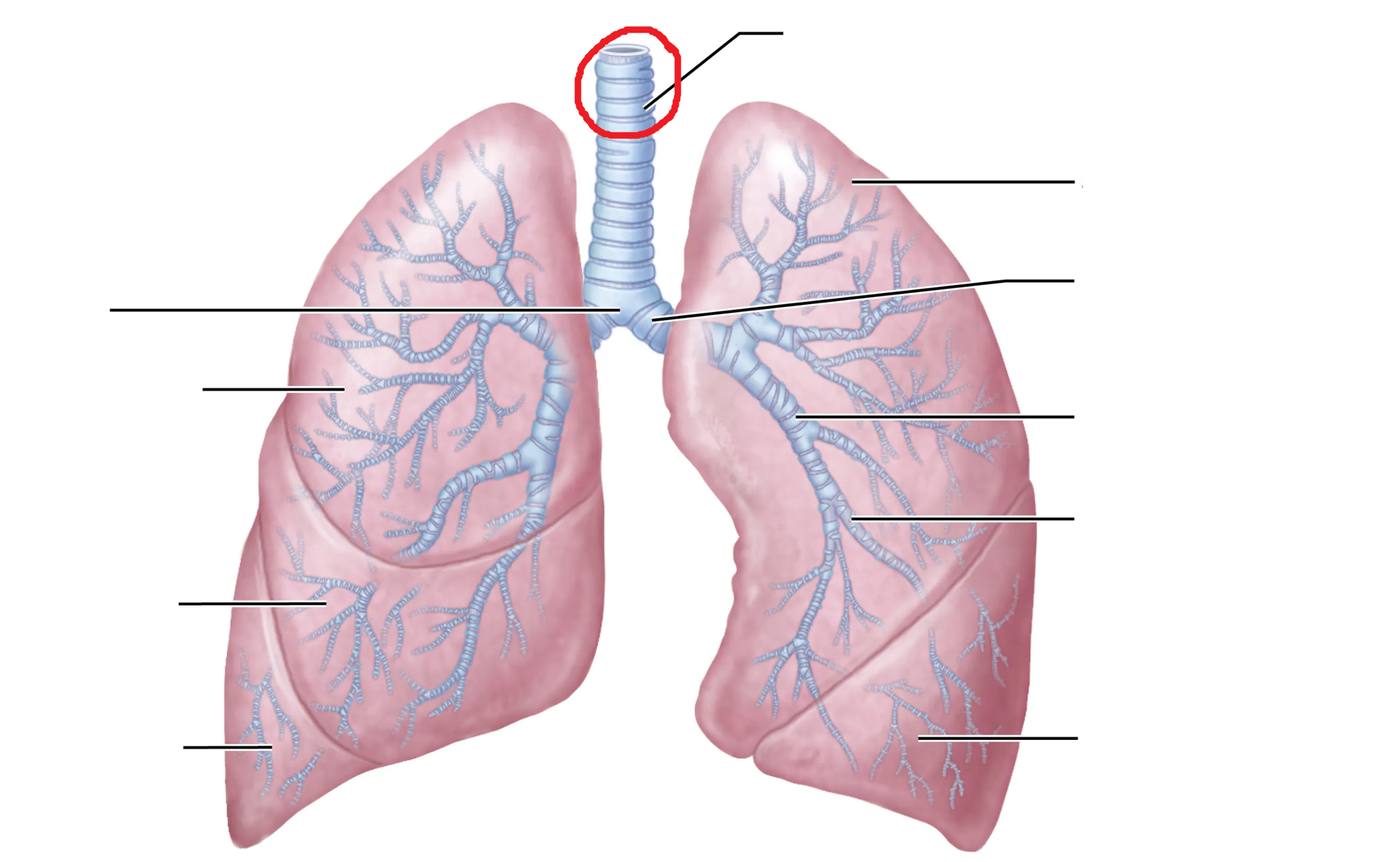 <p>What is the area marked in red?</p>