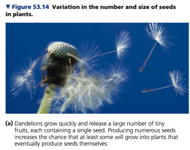 ● Selective pressures also influence trade-offs between _____ and ___ of offspring
● Plants and animals whose young have low chance of survival often reproduce ____ offspring

○ Plants
■ Plants that colonize disturbed
environments usually produce small seeds
■ Small size may also increase
_____ by enabling the seeds
to be carried longer distances

○ Animals
■ Animals that suffer high ______ rates (e.g., quail, sardines, and mice) tend to produce many offspring