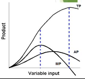 <p>when MP is higher than AP, it </p>
