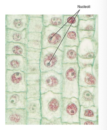 <p>stores the organisms genetic information (DNA, Enzymes, Histones, Proteins, RNA, and Water)</p><p>surrounded by nuclear envelope (inner and outer membrane)</p><p></p>