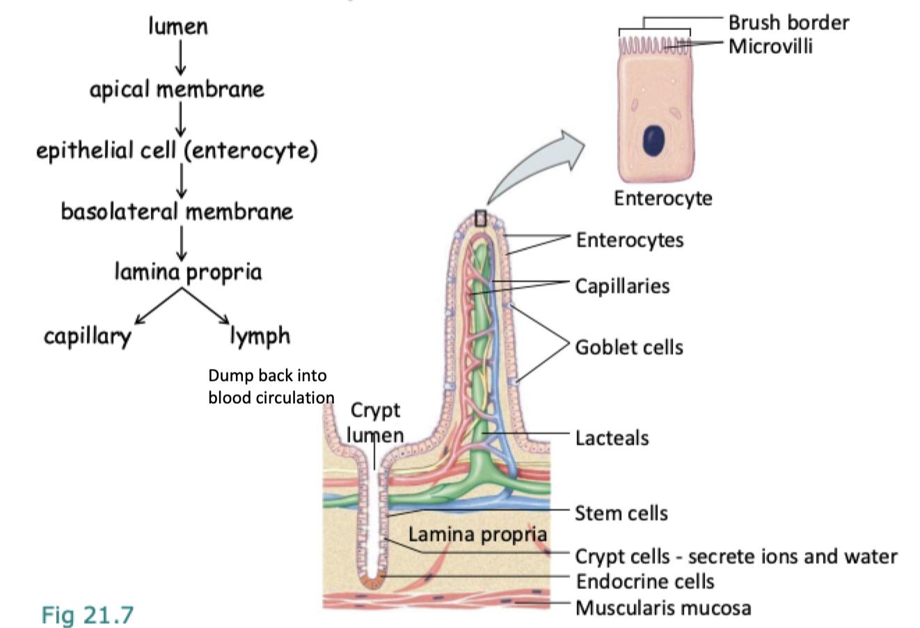 <p>goes from the gut lumen → the apical mem → into epithelial cell (called enterocyte) → through basolateral mem → into lamina propria → into either the capillaries or lymph</p>