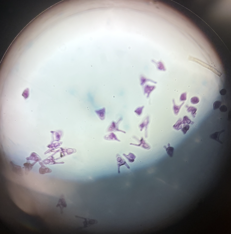 <p>Common name, Phylum, Class</p>