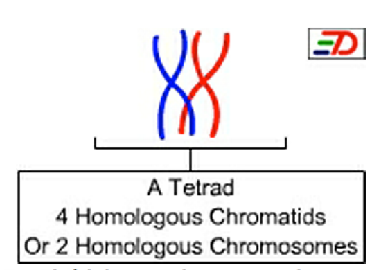 <p>The structures formed by two homologous chromosomes during synapsis; consists of four chromatids.</p>