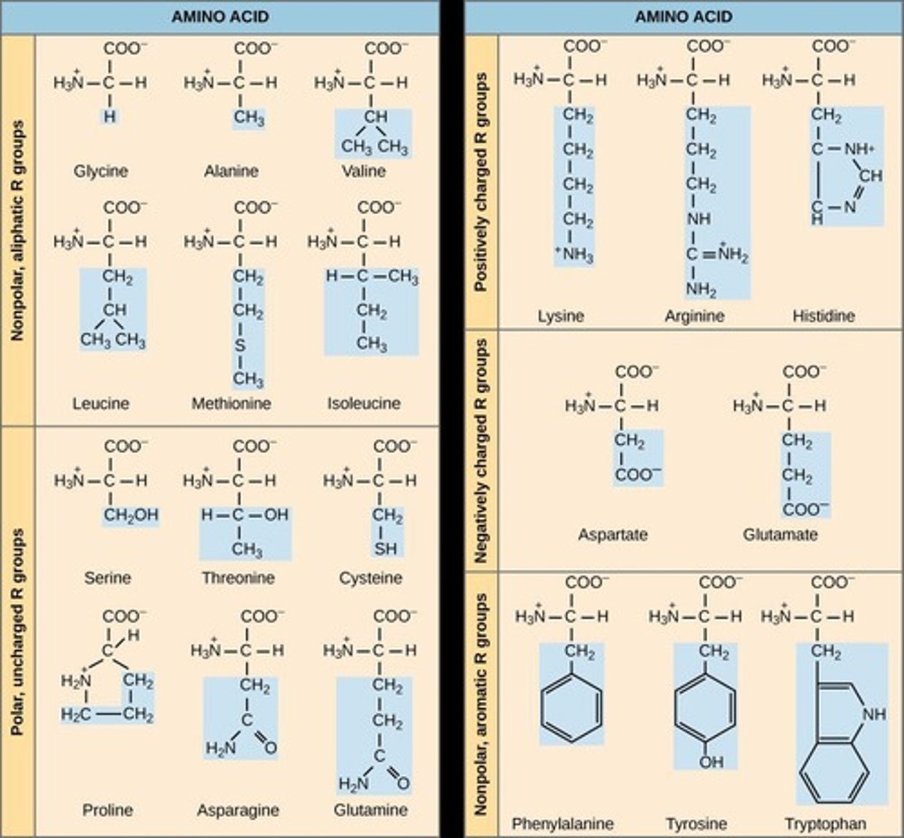 <p>R groups can be...</p><p>- positive or negatively charged</p><p>- acidic or basic</p><p>- polar or non-polar</p>
