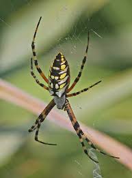 <p><span>&nbsp;Arachnid that preys on a variety of insects, beneficial for natural pest control.</span></p>