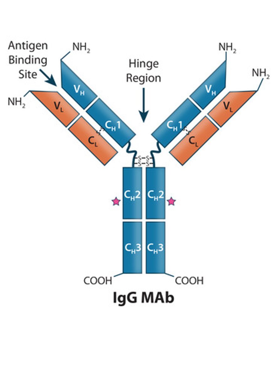 <p>1. Exists as a monomer and is the most abundant and diverse antibody in plasma and accounts for 75-85% of circulating antibodies.</p><p>2. Can protect against bacteria, viruses, toxins and can fix complement.</p><p>3. It is the main antibody for both primary and secondary responses</p>