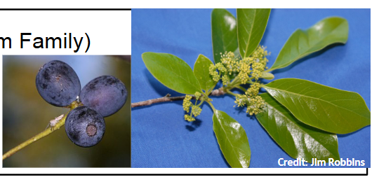 <p>Nyssaceae</p><p>Nyssa sylvatica</p>