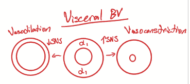 <p>An increase in SNS causes vasoconstriction and a decrease causes vasodilation</p>