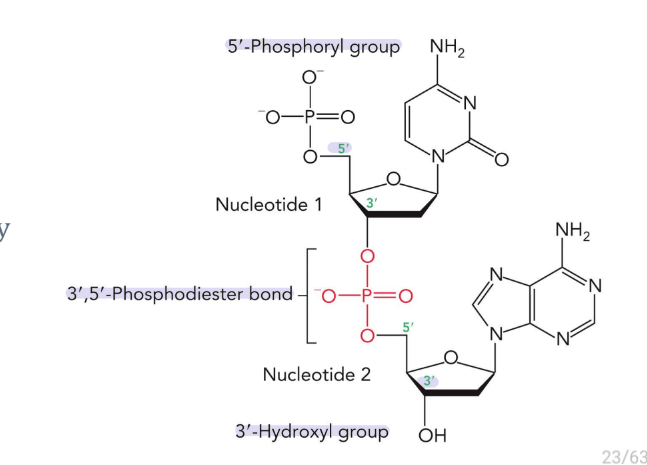 <p>3’, 5’-Phosphodiester bond </p>