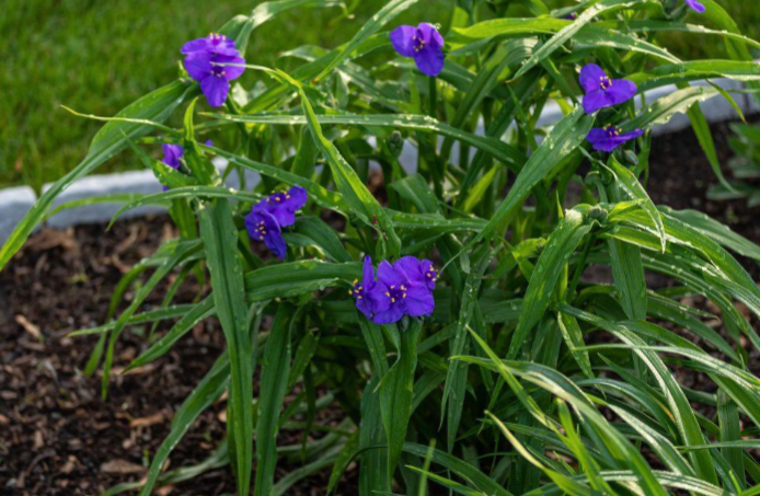 <p>Purple, white, blue, oink</p><p>Sun</p><p>Rain gardens</p>