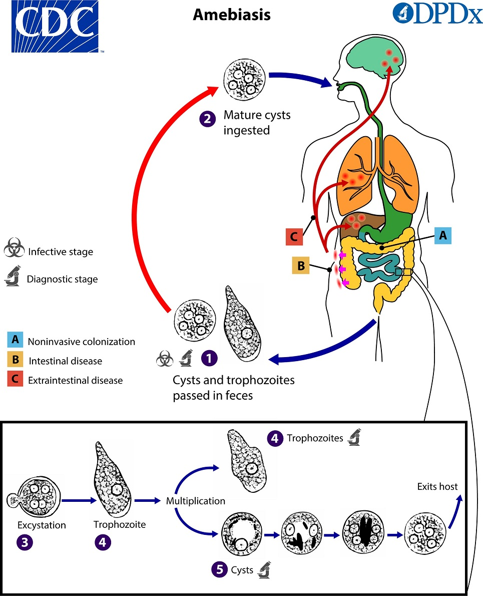 <ol><li><p><span>cysts and trophozoites are passed in feces (cysts in formed stool; trophs in diarrhea)</span></p></li><li><p><span>excystation occurs in the small intestine and trophozoites are released, which migrate to the large intestine</span></p></li><li><p><span>trophozoites may remain confined to the intestinal lumen or  invade the intestinal mucosa, or blood vessels, reaching extraintestinal sites such as the liver, brain, and lungs</span></p></li><li><p><span>trophozoites multiply by binary fission and produce cysts and both stages are passed in the feces</span></p></li></ol><p></p>