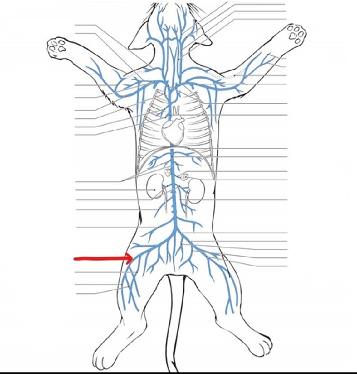 <p>identify the vein</p>
