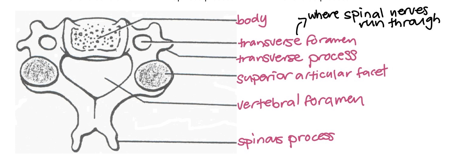 <p>C3-C7 cervical vertebrae</p>